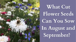 Cool Flowers | Cut Flower, Hardy Annual Seeds To Sow In August And September