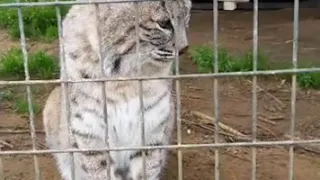 Bobcat Training