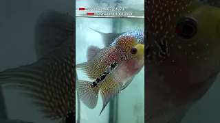 2 Tone Flowerhorn Fish For Just 1k at 9.9 India Fish Aquarium Shop, Kurla, Mumbai