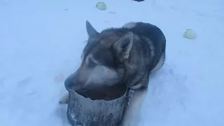 Соболь вынес казан с склада