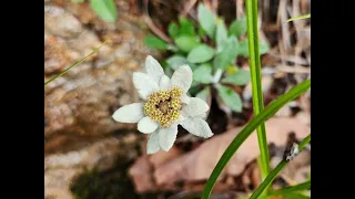 Edelweiss