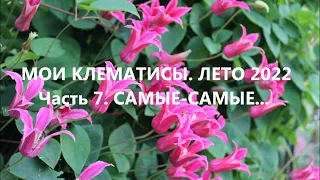 Мои клематисы. Лето 2022. Часть 7. Самые-самые...