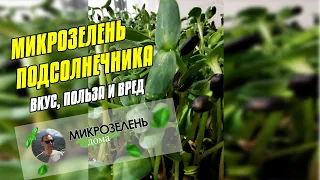 МИКРОЗЕЛЕНЬ ПОДСОЛНЕЧНИКА - ПОЛЬЗА И ВРЕД ☘ КАК УПОТРЕБЛЯТЬ - ЧТО СОДЕРЖИТСЯ ☘ ПОЛЕЗНЫЕ СВОЙСТВА