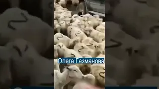 В Дагестане замечено стадо Z-овец