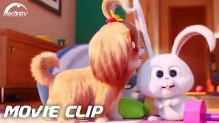 The Secret Life Of Pets 2 Movie Clip "Daisy Ask for Help" (2019) HD | Mixfinity International