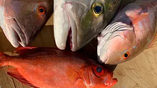 AMAZING Deep SEA Fishing {Catch Clean Cook} Sesame Seared AmberJack