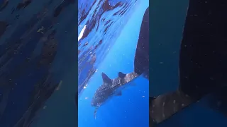 Mr. Mercaldo swims with Whale Sharks off Cancun, Mexico (Short) #whaleshark