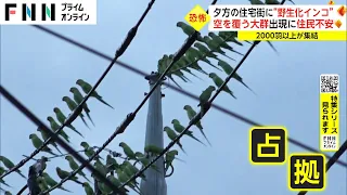 【特集】関東で大量発生！外来インコの実態