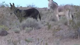 Wild Burros of Death Valley