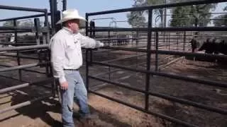 Priefert Cattle Working System Demo