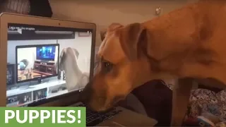 Howl-ception! Dog howls to videos of dogs howling!