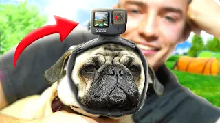 Die HUNDE WELPEN Vloggen! | Welpen Vlog #6