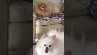 Funny pomeranian dogs playing compilation cute moments