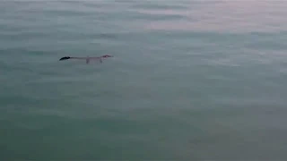 Shark sizes up 4M Saltwater Crocodile