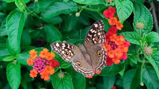 Slow Motion Footage Of A Monarch Butterfly On Cluster Of Flowers