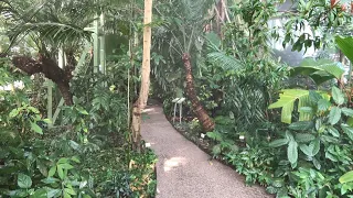 Tropical Greenhouses Hortus Botanicus Leiden