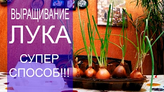 Супер способ ВЫРАЩИВАНИЯ ЛУКА!