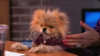Lisa Vanderpump's Adorable Dog, Giggy