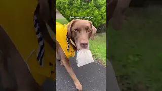 OMG! Dog Feeds Ducks 🦆🥺