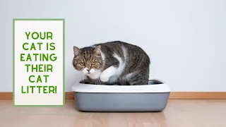 Your Cat is EATING CAT LITTER!