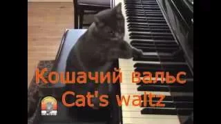 Кошачий вальс. Сергей Чекалин Cat's waltz. Music Sergey Chekalin