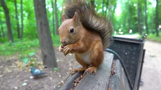 Ушастик и другие белки / Ushastik and other squirrels