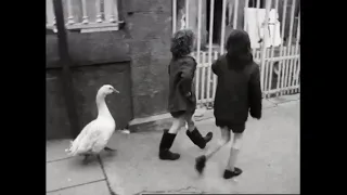 Paddy The Pet Goose, Graiguecullen, Co. Carlow, Ireland 1974