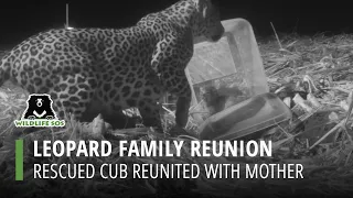 A Heartfelt Reunion for Lost Leopard Cub & Mother in Maharashtra!