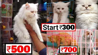 parsian Cat Market in Delhi | बिल्ली यह सस्ती मिलती है | parsian kutten #catfoods #dogmarketcatdelhi