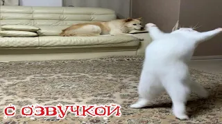 Funny animals! Funniest Cats and Dogs - 113