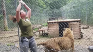 Tiger World - Ti-Ligar Tries to Eat Trainer