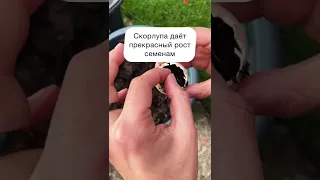 Ведь яичная скорлупа — кладезь кальция! ☝️#огород #сад #дача #дачныйлайфхак #экология