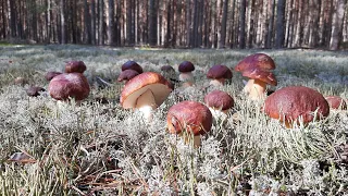 ТЁЩЕ НА РАДОСТЬ, ЖЕНЕ НА БЕДУ! Белые грибы в Сибири. Сбор грибов в лесу. Грибы. Белые грибы в 2021