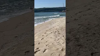 Glarus, a large sea gull in Bulgaria