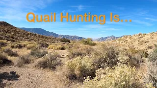 Quail Hunting is Crazy!