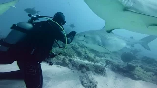 GoPro VR BTS: Diving with Sharks