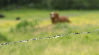 La semaine verte | Crimes à la ferme