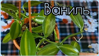 Орхидея Ваниль🌱Экзот с покладистым характером👍Быстрое РАЗМНОЖЕНИЕ и формирование🌱Пересадка🌸Грунт🌱