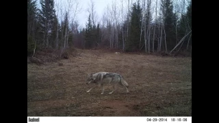 Trail Camera: Over a Year in the UP