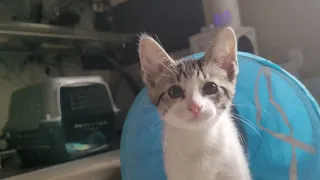 Another 6 Minutes of Kittens Playing