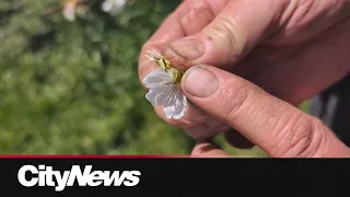 Warm winter leaves farmers with uncertain season