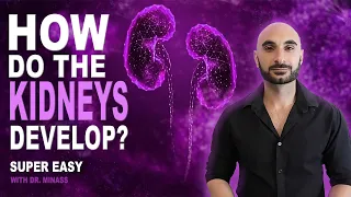 Embryology of the Kidney (Easy to Understand)