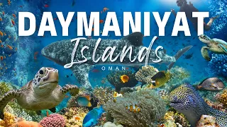Kepulauan Daymaniyat, Oman - Dokumenter Perjalanan | Hiu Paus | Ikan badut | Penyu | Belut Moray |