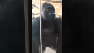 #gorilla #monkeys #king #animals #funny #laughing