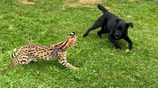 GROWN UP SERVAL SCARED A HUGE DOG