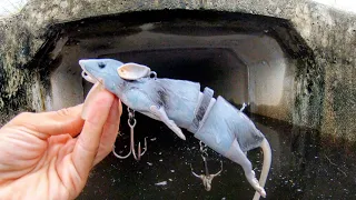 SEWER FISHING with a HUGE RAT LURE!!