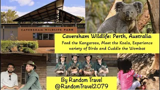 Caversham Wildlife Park: Feed the Kangaroos, Meet Koala and Cuddle the Wombats and Wallabies