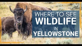 The Best Places to See Wildlife in Yellowstone!