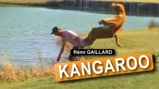 кенгуру (REMI GAILLARD)