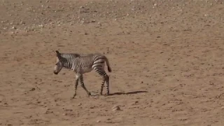 VLOG 20190419 Orphan Baby Zebra getting adopted